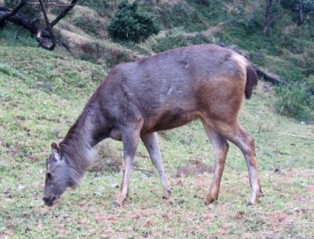 Nainital_Zoo
