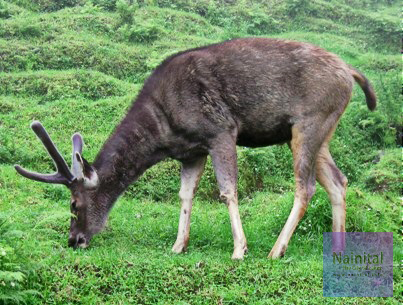 Nainital_Zoo