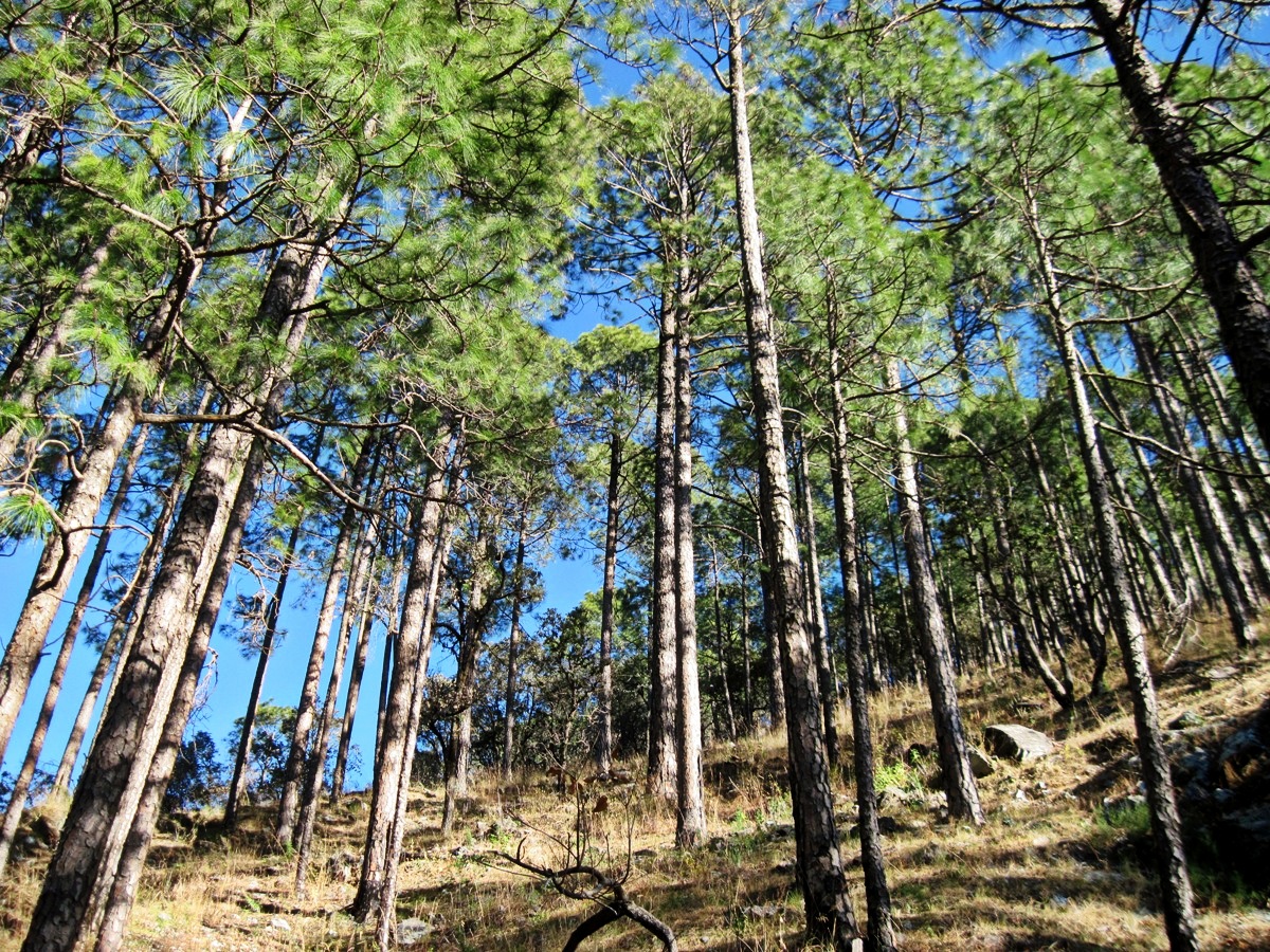 Nainital_Flora & Fauna