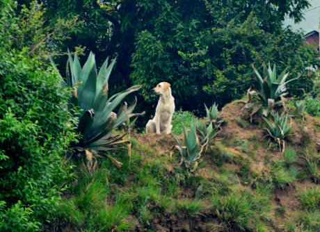 How to Reach Camels Back Nainital