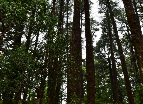 Camels Back Deopatta Nainital