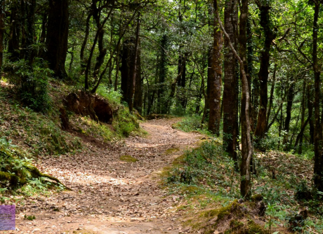 Camels Back Deopatta