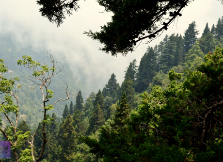 Trekking Camels Back