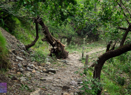 Trek to Camels Back Nainital