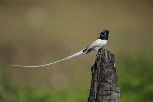 Pangot Kilbury Bird Sanctuary Uttarakhand