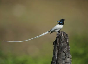 Pangot Kilbury Bird Sanctuary Uttarakhand