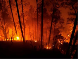 Massive Wildfires in Uttarakhand Almora Nainital
