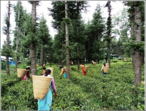 Ghorakhal Tea Garden Tea Plucking