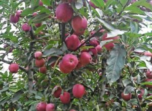 Ramgarh Fruit Bowl Of Kumaon